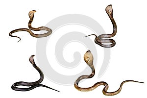 Four King Cobras