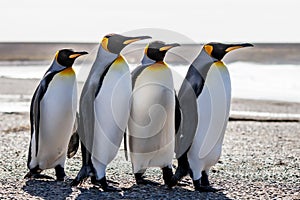 Four King Penguins (Aptenodytes patagonicus) standing together o