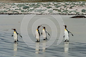 Four king penguins standing on the sandy beach