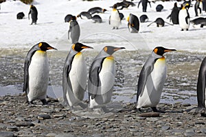 Four king penguins walk in a row on Salisbury Plain on South Georgia