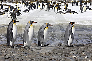 Four king penguins walk in a row on Salisbury Plain on South Georgia