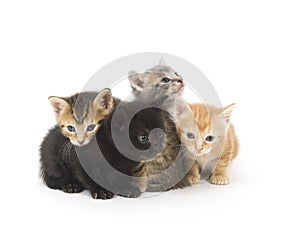 Four kittens