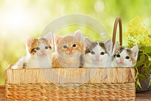 Four kittens in a basket