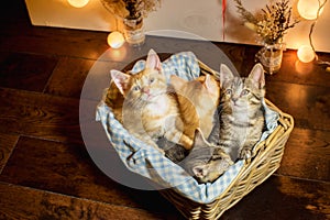 Four kittens in a basket. Age 1 month.