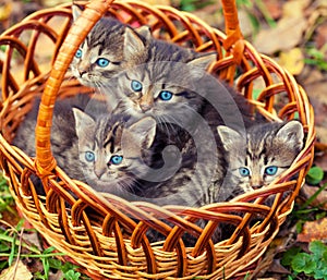 Four kittens in a basket