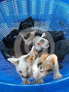 Four kittens in a blue basket