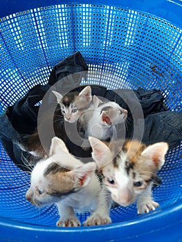 Four kittens in a blue basket