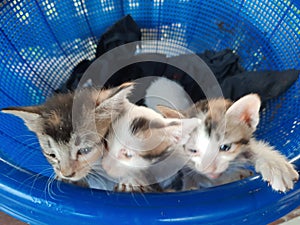 Four kittens in a blue basket
