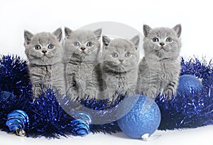 Four kittens with Christmas balls.
