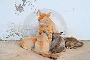 Four kittens feeding by mother cat