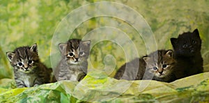 Four kittens