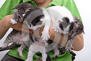 Štyri mačiatka držaný podľa 