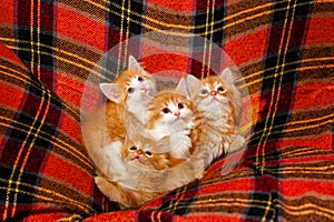 Four kittens hiding in the folds of the plaid