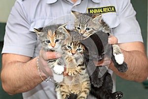 Four kittens in the male hands. Animal rescue.