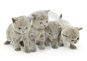 Four kittens over white