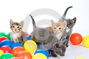 Four kittens playing in colorful balls on an off white background
