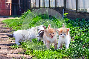 Four kittens with red and black spots play on the grass in the village.