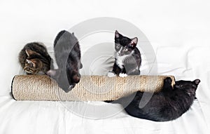 Four kittens, scratching post