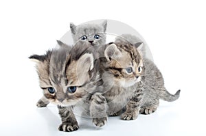 Four kittens walking together