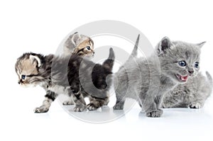 Four kittens walking together