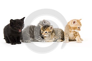 Four kittens on a white background