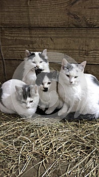 Four kitties photo