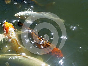 Four koi beneath glinting sunlight