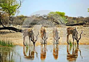 Four Kudu drinking at a waterhole in Onguma Private reserve