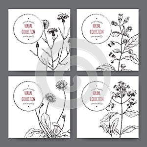 Four labels with belladonna, cinchona, cornflower and daisy sketch.