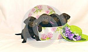 Four Labrador chocolate puppies in a shoe box