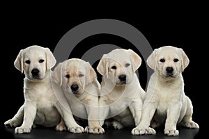 Four Labrador puppy isolated on Black background