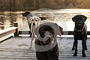 Four labradors