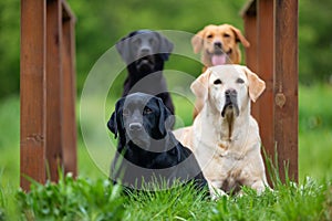 Four Labradors Retriver on a spring meadow