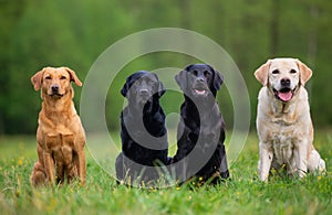 Four Labradors Retriver on a spring meadow