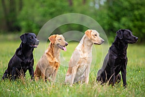 Four Labradors Retriver on a spring meadow