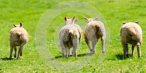 Four Lambs' Bottoms photo