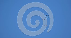 Four large birds flying in a blue sky