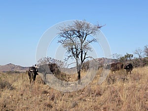 Four large Buffalo bulls standing next to a dried out tree in a bushveld in South Africa under a crisp clear blue sky