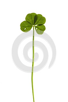 Four Leaf Clover