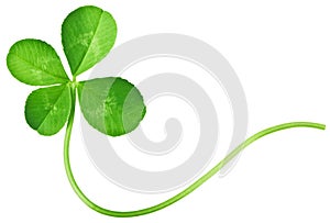 Four Leaf Clover photo