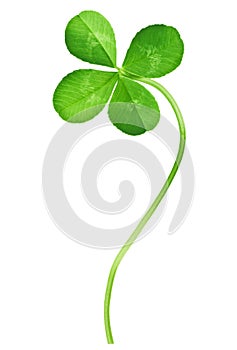 Four Leaf Clover