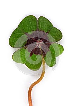 Four leaf clover