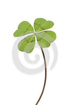 Four-leaf clover photo