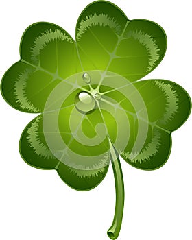 Four-leaf clover photo