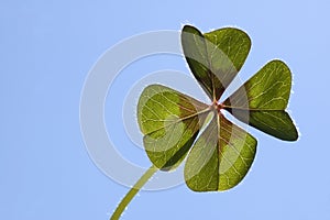 Four Leaf Clover