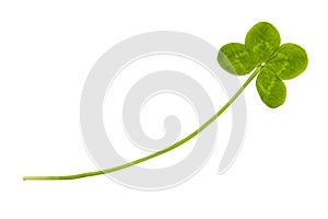 Four leaf clover