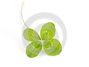 Four leaf clover