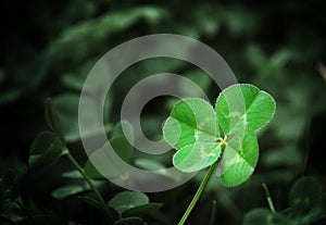 Four Leaf Clover photo