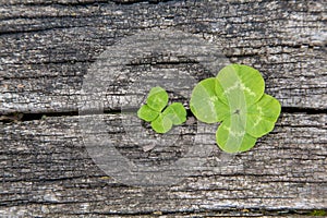 Four leaf clover