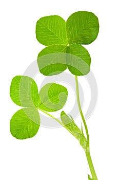 Four leaf clover